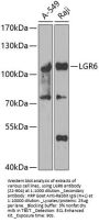 LGR6 Antibody