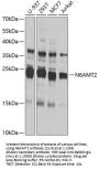 N6AMT2 Antibody