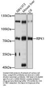 RIPK1 Antibody