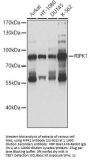 RIPK1 Antibody