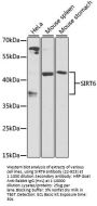 SIRT6 Antibody