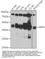 SIRT6 Antibody
