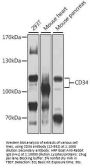 CD34 Antibody
