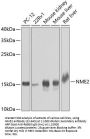 NME2 Antibody