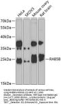 RAB5B Antibody