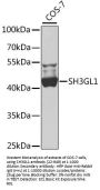 SH3GL1 Antibody