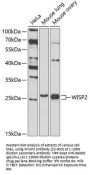 WISP2 Antibody