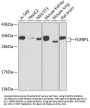 FGFBP1 Antibody