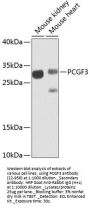 PCGF3 Antibody