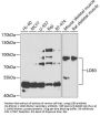 LDB3 Antibody