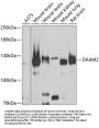 DAAM2 Antibody