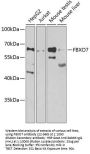 FBXO7 Antibody
