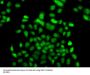 FBXO7 Antibody