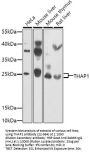 THAP1 Antibody