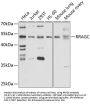 RRAGC Antibody