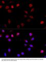 ASPSCR1 Antibody
