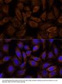 ASPSCR1 Antibody
