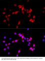 ASPSCR1 Antibody
