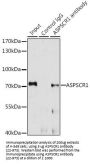 ASPSCR1 Antibody