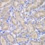 ASPSCR1 Antibody
