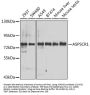 ASPSCR1 Antibody