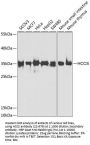 HCCS Antibody