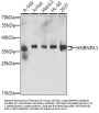 HNRNPA1 Antibody