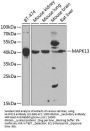 MAPK13 Antibody