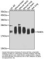 RAB31 Antibody
