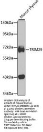 TRIM29 Antibody