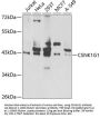 CSNK1G1 Antibody