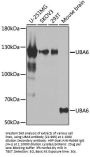 UBA6 Antibody