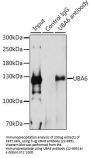 UBA6 Antibody