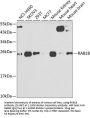 RAB1B Antibody