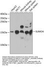 SUMO4 Antibody