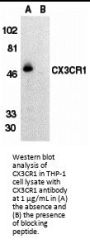 CX3CR1 Antibody