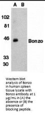 Bonzo Antibody