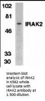 IRAK-2 Antibody