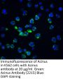 Acinus Antibody