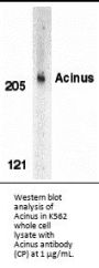 Acinus Antibody