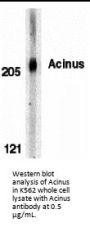 Acinus Antibody