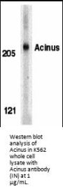 Acinus Antibody