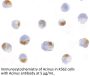 Acinus Antibody