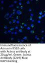 Acinus Antibody