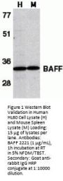 BAFF Antibody