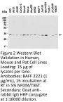 BAFF Antibody