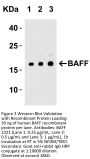 BAFF Antibody