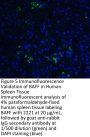 BAFF Antibody