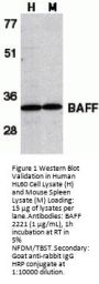 BAFF Antibody