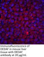 DEDAF Antibody
